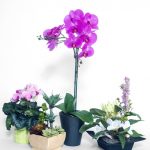 Natividad Gift Shop: Plants and Flowers