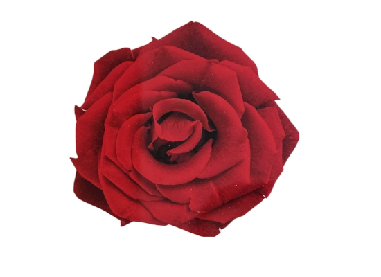 Rose-Memorial